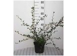 Cotoneaster Lacteus - Nespolo Da Tappeto 40- 60 Cm Contenitore