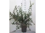 Cotoneaster Lacteus - Teppichmispel 60-80 Cm Contenitore