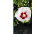 Hibiscus Syr. 'Helene' - Garteneibisch 40- 60 Cm Contenitore