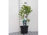 Daphne Od. 'Marianni'® - Daphne Daphne 20- 25 Cm Contenitore