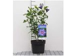 Hibiscus Syr. 'Oiseau Bleu' ('Uccello Blu') - Garteneibian 40- 60 Cm Contenitore