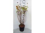 Ortensia Arb. Eco Pink Puff'® - Ortensie In Contenitore Da 50 A 60 Cm