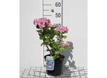 Hydrangea Macr. 'Blaumeise' ('Blue Sky') - Ortensie In Contenitore Di 25-30 Cm