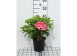 Hydrangea Macr. 'King George Vll' ('Romance') - Ortensia 25- 30 Cm In Contenitore