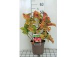 Hydrangea Macr. 'Leuchtfeuer' - Ortensia 25- 30 Cm In Contenitore
