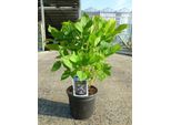 Hydrangea Macr. 'Nikko Blue' - Ortensia In Contenitore Da 25-30 Cm