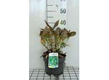 Hydrangea Macr. 'Mariesii Grand.' ('Wh. Wave') - Ortensie In Contenitore 25-30 Cm