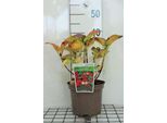 Hydrangea Macr. 'Red Baron' ( 'Sch. Bautznerin') - Ortensia 25- 30 Cm In Contenitore