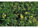 Hypericum Dummeri 'Peter Dummer' - Erba Di San Giovanni 20 - 30 Cm Contenitore