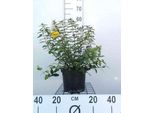 Hypericum Dummeri 'Peter Dummer' - Erba Di San Giovanni 30- 40 Cm In Contenitore