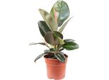 Albero Della Gomma Di Facile Manutenzione - Ficus Elastica 'Robusta' - Altezza Circa 45 Cm, Vaso Ø 17 Cm