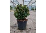 Ilex Meserveae 'Little Rascal' - Agrifoglio Americano Little Rascal 20- 25 Cm - Contenitore