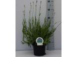 Lavandula Ang. Nana Blu' - Lavanda - Contenitore 2 Litri