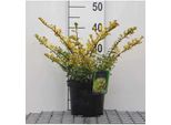 Ilex Cren. 'Golden Gem' - Stechpalme Giapponese 20- 30 Cm - Contenitore