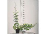 Laburnum Anagyroides - Maggiociondolo 40- 60 Cm - Contenitore