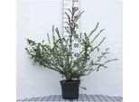 Lonicera Nit. 'Red Tips' - Heckenkirsche 20- 25 Cm - Contenitore