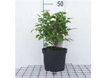 Mahonia Aquifolium - Mahonia 25- 30 Cm - Contenitore