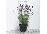 Lavandula Ang. Hidcote' - Lavanda - Contenitore 2 Litri