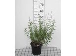 Perovskia Atripl. 'Blue Spire' - Blauraute Blue Spire 30- 40 Cm - Contenitore