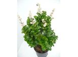 Ligustrum Jap. 'Rotundifolium' - Ligustro 20- 25 Cm - Contenitore