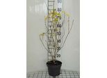 Lonicera Tatar. 'Hack's Red' - Heckenkirsche 40- 60 Cm - Contenitore