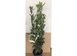 Laurus Nobilis - Echter Lorbeer - Contenitore Da 60-80 Cm