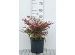Nandina Domestica - Nandina Domestica 40- 50 Cm - Container
