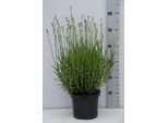 Lavandula Ang. Nana Blu' - Lavanda - Contenitore 3 Litri