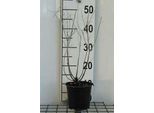 Perovskia Atripl. 'Blue Spire' - Blauraute Blue Spire 20- 25 Cm - Contenitore