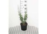 Perovskia Atripl. 'Lacey Blue'® ('Lislitt'®) - Blauraute 30- 40 Cm - Contenitore