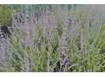 Perovskia Atripl. 'Blue Spire' - Blauraute Blue Spire 60- 80 Cm - Contenitore