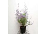 Perovskia Atripl. 'Blue Spire' - Blauraute Blue Spire 50- 60 Cm - Contenitore