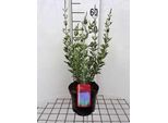 Perovskia Atripl. 'Little Spire' - Blauraute 30- 40 Cm - Contenitore