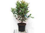 Photinia Serr. 'Crunchy'® - Nespola Lucida 60- 80 Cm - Contenitore