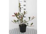 Photinia Fras. 'Pink Marble'® ('Cassini'®) - Nespolo Bianco-Verde 40- 60 Cm - Contenitore