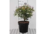 Pieris Jap. 'Debutante' - SchattenglöCkchen Debutate 30- 40 Cm - Contenitore