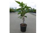 Prunus Serr. 'Amanogawa' - Zierkirsche Giapponese 60-80 Cm - Contenitore