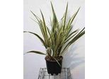 Phormium Tenax 'Variegatum' - Lino Della Nuova Zelanda 60-80 Cm - Contenitore