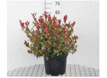Photinia Fras. 'Camilvy' - Nespola Lucida 40- 60 Cm - Contenitore