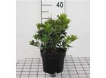 Pieris Jap. 'Debutante' - SchattenglöCkchen Debutate 20- 30 Cm - Contenitore