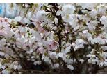 Prunus Glandulosa 'Alba Plena' - Ciliegio Della Steppa 30- 40 Cm - Contenitore