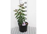 Syringa Vulg. 'Sensation' - Lillà 50- 60 Cm - Contenitore