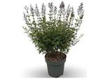 Syringa Bloomerang 'Dark Purple'® - Flieder 60- 80 Cm - Contenitore