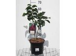 Syringa Vulg. 'And. An Ludwig SpäTh' - Lillà 50- 60 Cm - Contenitore