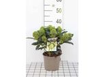 Skimmia Jap. 'White Globe'® - Skimmia Giapponese 25- 30 Cm - Contenitore