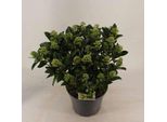 Skimmia Jap. 'White Globe'® - Skimmia Giapponese 40- + Cm - Contenitore