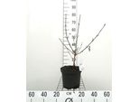 Viburnum Carlesii - Palla Di Neve 40- 60 Cm - Contenitore