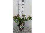Viburnum Plic. 'Kilimandjaro Sunrise'® - Palla Di Neve 50- 60 Cm - Contenitore