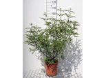 Vitex Agnus-Castus - Pepe Di Monk 60-80 Cm - Contenitore