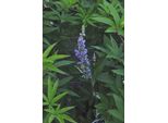 Vitex Agnus-Castus 'Latifolia' - Pepe Del Monaco, Albero Del Casto, Albero Del Casto 60-80 Cm - Contenitore